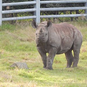 Into Africa - Eastern black rhinoceros juvenile 121024
