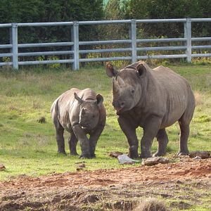 Into Africa - Eastern black rhinoceroses 121024