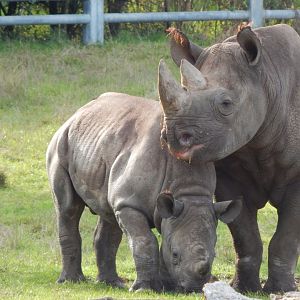 Into Africa - Eastern black rhinoceroses 121024