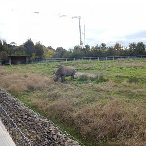 Into Africa - Eastern black rhinoceros habitat 121024