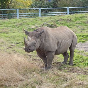 Into Africa - Eastern black rhinoceros 121024