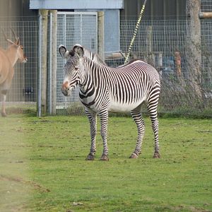 Into Africa - Grevy's zebra 121024