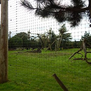 Leopard Heights - Amur leopard habitat 121024