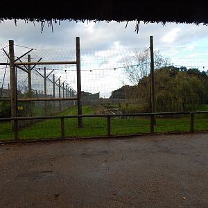 Land of the Tigers - Siberian tiger habitat 121024