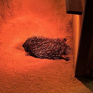 Short Beaked Echidna