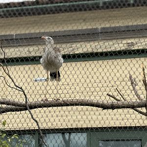 Red Legged Seriema