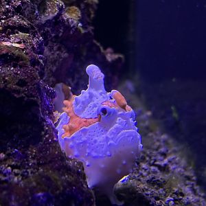 Warty Frogfish