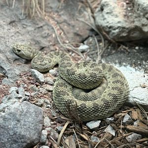 Prairie Rattlesnake
