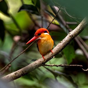 Oriental Dwarf Kingfisher