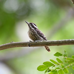 Sunda Pygmy Woodpecker