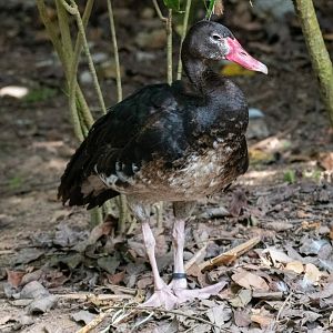 Spur-winged Goose (female)