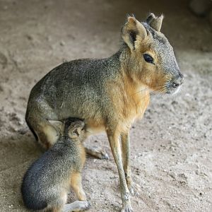 Patagonian mara (Dolichotis patagonum) with baby