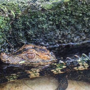 Cuvier's dwarf caiman (Paleosuchus palpebrosus)