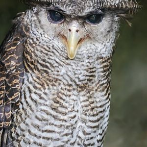 barred eagle-owl (Ketupa sumatrana)