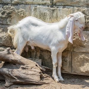 Nachi Goat (capra aegagrus hircus)