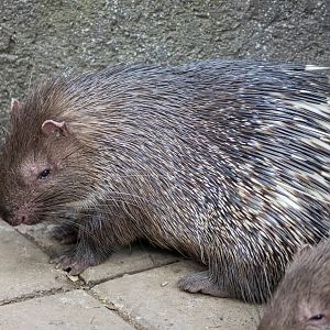 Sunda porcupine  (Hystrix javanica)