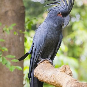 palm cockatoo (Probosciger aterrimus)