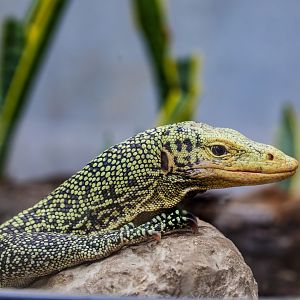 quince monitor (Varanus melinus)