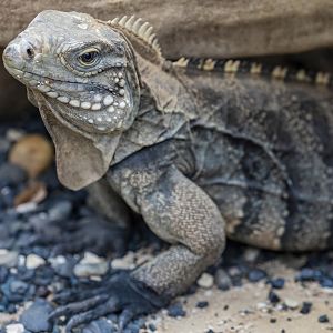 Cuban rock iguana (Cyclura nubila)