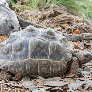 Aldabra giant tortoise (Aldabrachelys gigantea)