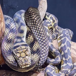 amethystine python (Simalia amethistina)