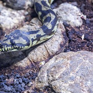 carpet python (Morelia spilota)
