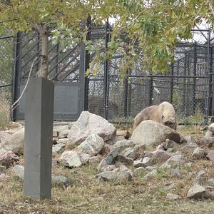 Chinese Goral in Offshow Pathway