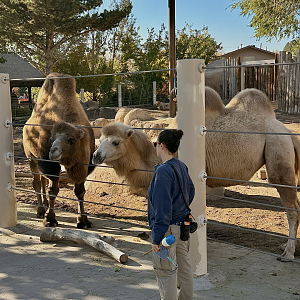 Bactrian Camels Training - West Yard - High Desert Oasis