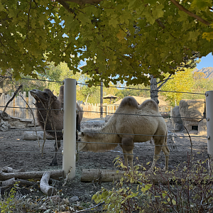 Bactrian Camels - West Yard - High Desert Oasis