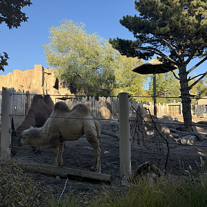 Bactrian Camels - West Yard - High Desert Oasis