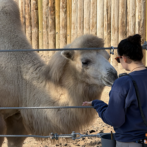 Bactrian Camel Training - West Yard - High Desert Oasis