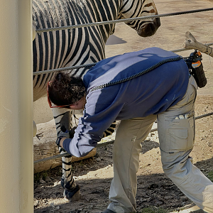 Zebra Hoof Care - Lodge Yard - High Desert Oasis