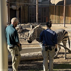 Zebra Training - Lodge Yard - High Desert Oasis
