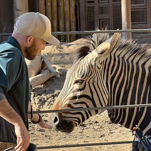 Zebra Training - Lodge Yard - High Desert Oasis