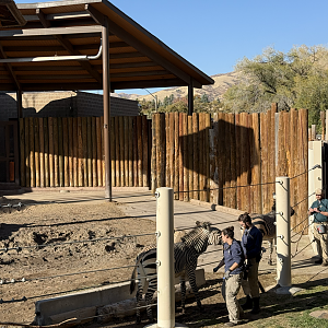Zebras Training - Lodge Yard - High Desert Oasis