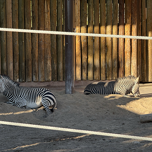 Hartmann's Mountain Zebras - Lodge Yard - High Desert Oasis