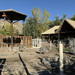Hartmann's Mountain Zebras - Lodge Yard - High Desert Oasis