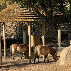 Przewalski's Horses - East Yard - High Desert Oasis