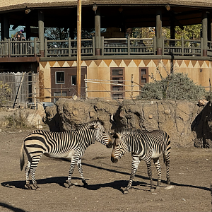 Hartmann's Mountain Zebras - African Savanna