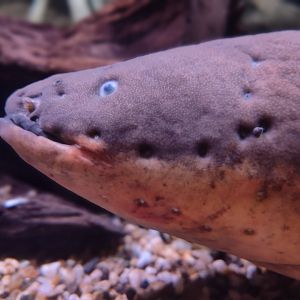 Electric eel