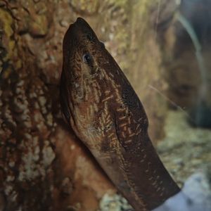 Asian Swamp Eel