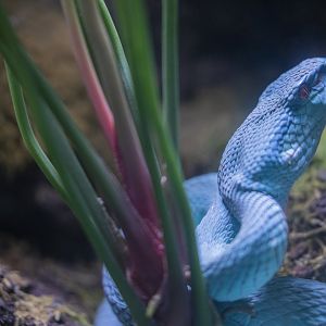 Blue komodo island pit viper （Trimeresurus insularis）