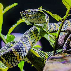 Wagler's pit viper (Tropidolaemus wagleri)
