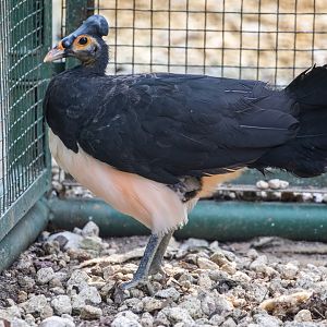 Maleo  (Macrocephalon maleo)
