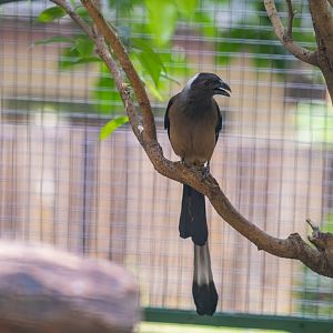 Sumatran treepie (Dendrocitta occipitalis)
