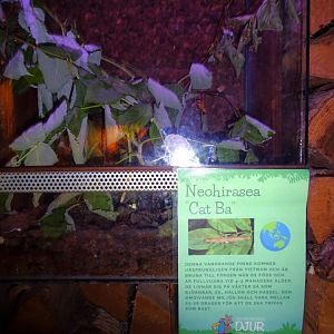 Helsingborg Djurpark - Reptile house - Stick insect exhibit #1