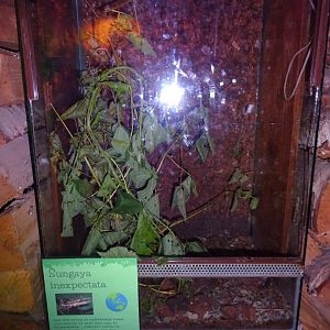 Helsingborg Djurpark - Reptile house - Stick insect exhibit #2