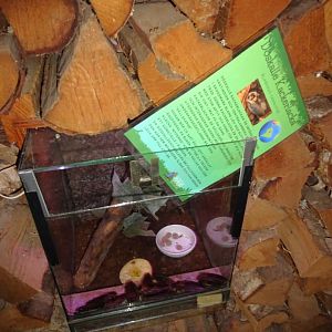 Helsingborg Djurpark - Reptile house - Cockroach exhibit