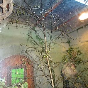 Helsingborg Djurpark - Reptile house - White-eye exhibit