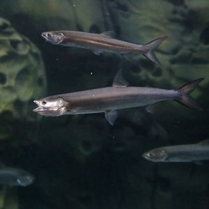 Yellowcheek (Elopichthys bambusa)